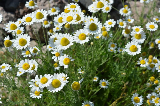 Very bright photos with cheerful blooming flowers and moods. Bright and colorful medicinal daisies, wild daisies in nature.