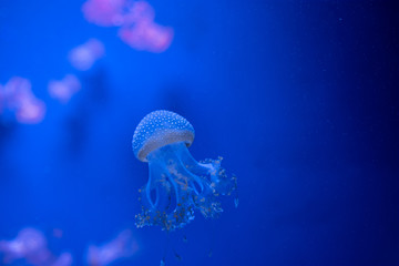 phyllorhiza punctata jellyfish floats in deep blue water
