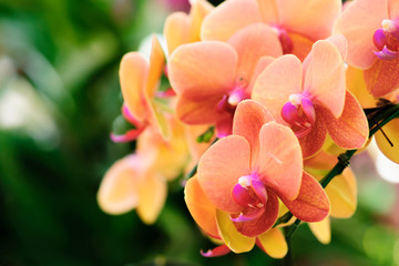 Beautiful orange orchids bloom in the summer