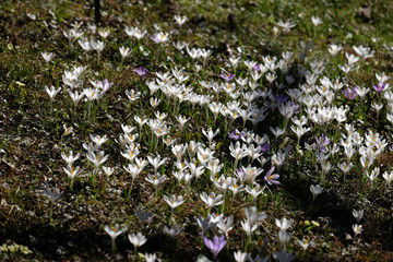 Meadow full of crocus in early spring