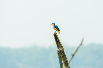 Kingfishers or Alcedinidae bird. It is a species of fish eaters, waiting to catch a fish. Its an excellent divers. Rajasthan’s Bharatpur Bird Sanctuary, Keoladeo Ghana National Park, a bird paradise.