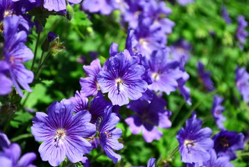 Blaue Geranium-Blüten