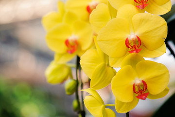 Fototapeta na wymiar Beautiful yellow orchid flowers bloom in the summer