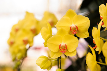 Beautiful yellow orchid flowers bloom in the summer
