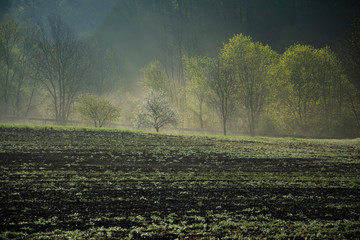 Morgenstimmung mit Nebel 2