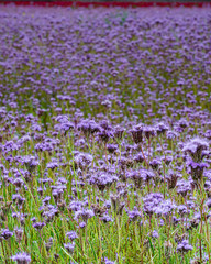 Naklejka premium 一面の紫