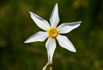 a close up with white daffodil