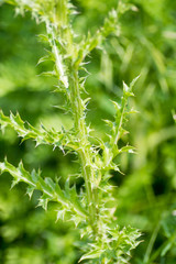 large prickly leaves silibum marianum thistle bush