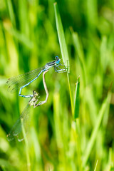 colorful dragon-fly mating in the grass