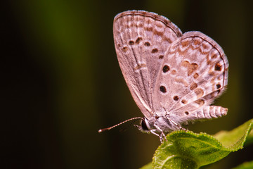 White butterflies touch the leaves gently