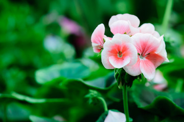 Obraz premium Geranium flowers bloom in the summer