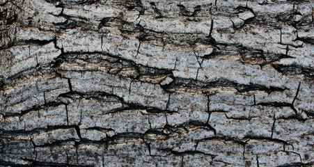 Natural wood texture. Texture of walnut bark. Detailed structure of the cortex.