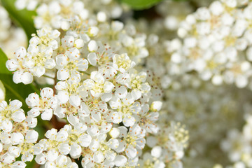 Pretty White Blossom Flowers Close Up on Shrub Bush