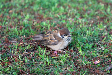 A bird, sparrow, in one park in Beppu, Japan