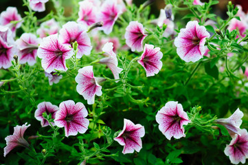 Petunia flowers that are colorful in the summer