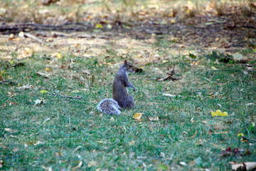 Central Park, New York City, New York, USA