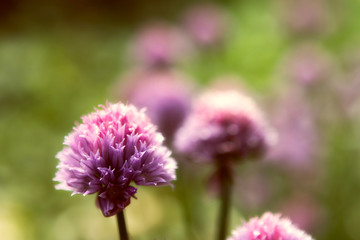 Flowers in beautiful evening light