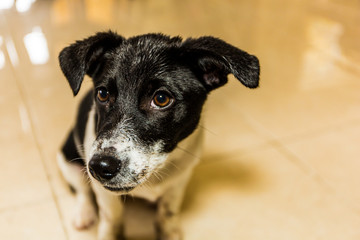 Border Jack puppy after digging in the rain 