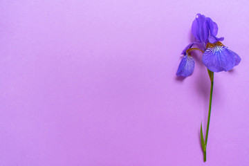 Blue Iris flower on a gentle purple background.Copy space
