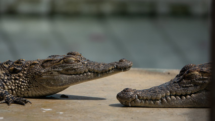 Shot of close up Crocodile sleep on the green pond