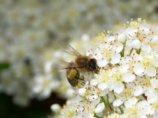 Bee Insect Wasp on Pretty White Blossom Flowers Close Up on Shrub 
