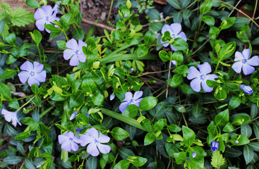Flowers Periwinkle on a background of green foliage. View from above