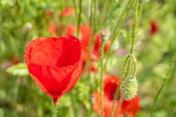 Obraz premium Pretty Red Large Poppies in a Garden Meadow
