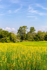 Obraz premium Beautiful yellow flowers Sunhemp (Crotalaria) field in shunshine day, Thailand