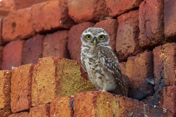 spotted owl on bricks 