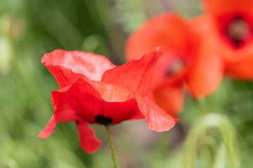 Pretty Red Large Poppies in a Garden Meadow