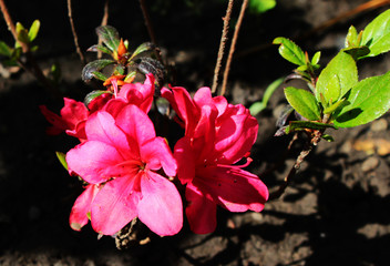 Azalea blossoms against the backdrop of the earth. View from above