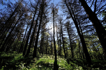 Gorbea Natural Park, Alava (Basque Country)/Spain; 01-06-2019: Path of Pastorate GR-282 area of pines and other acacias.