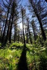 Gorbea Natural Park, Alava (Basque Country)/Spain; 01-06-2019: Path of Pastorate GR-282 area of pines and other acacias.