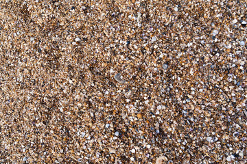 Texture seashells on the sand beach