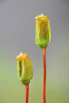 Spore capsules or sporangia of Polytrichum juniperinum, commonly known as juniper haircap or juniper polytrichum moss