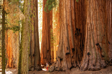 Hiker in Sequoia national park in California, USA