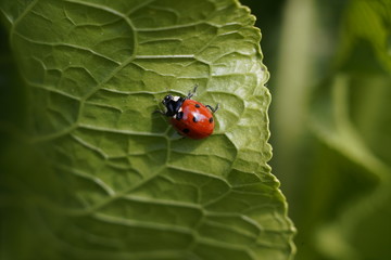  The beautiful ladybug. In nature