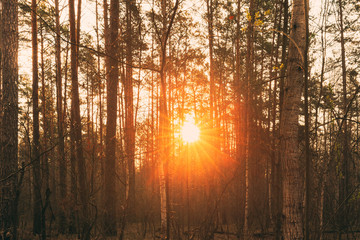 Beautiful Sunset Sun Sunshine In Sunny Forest. Sunlight Sun Rays Shine Through Woods In Forest Landscape