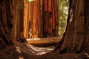 Zelfklevend Fotobehang Hiker in Sequoia national park in California, USA © Maygutyak