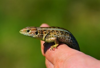 a lizard sitting on palm