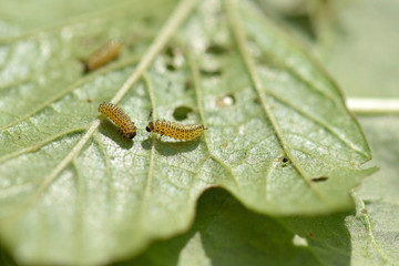 Pyrrhalta viburni larvae damage viburnum leaves