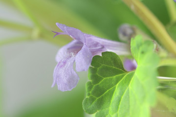 Glechoma hederacea, commonly known as ground-ivy, gill-over-the-ground, creeping charlie, alehoof, tunhoof, catsfoot, field balm, and run-away-robin