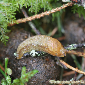 Arion fuscus, known as the Dusky Arion