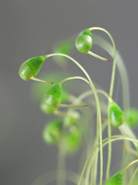 Spore capsules of Funaria hygrometrica, known as the bonfire moss or common cord-moss