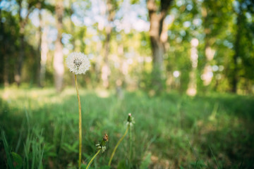 Single Fluffy Dandelion In meadow. Boke Bokeh Natural Blurred Background