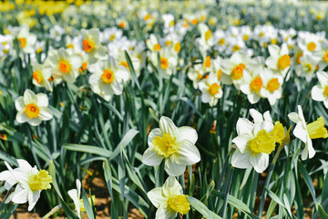 Obraz premium White flowers Daffodils bloom in garden