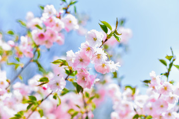 Obraz na płótnie Canvas Beautiful pink sakura flowers on a blue clear sky background