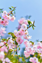 Pink flowers of small-cut plum