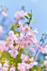 Sakura flowers on a branch against the blue sky