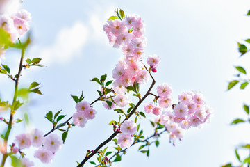 Beautiful pink sakura flowers on a blue clear sky background